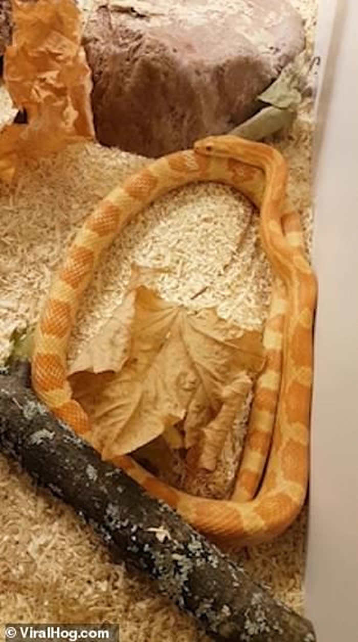 ����һ������������Ը׷�Լ���β��Ҳ���ʹ��߽���