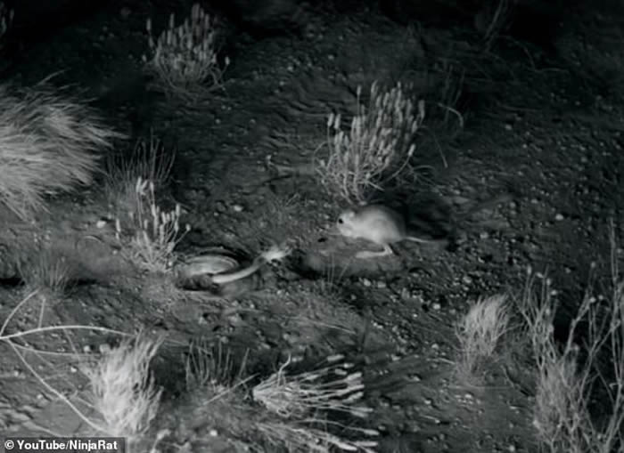 美国亚利桑那州沙漠地区的跳囊鼠(更格卢鼠)凌空转身飞踢击退响尾蛇