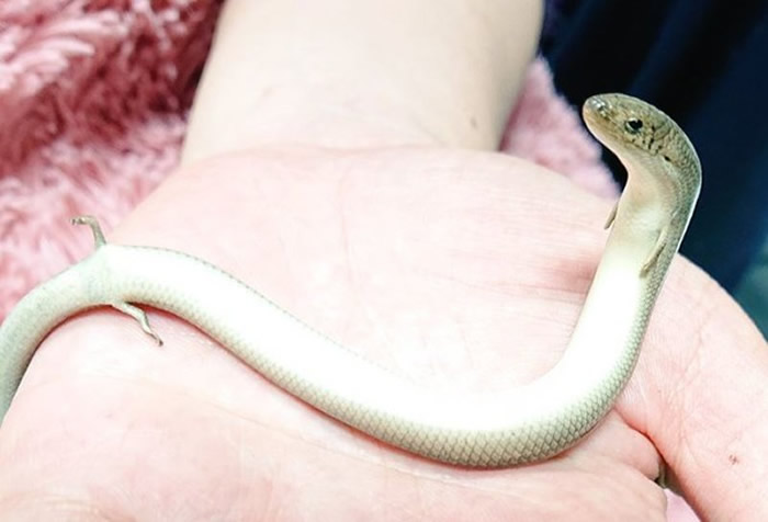 �Ľ��ߣ��ձ��µ������PO��ʯ���ӿ����桰����ֺʯ���ӡ���Ƭ�ȷ�ȫ��