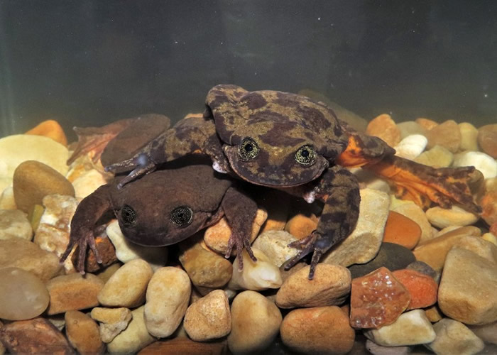 罗密欧(上)已开始掌握与茱丽叶交配的抱接动作。