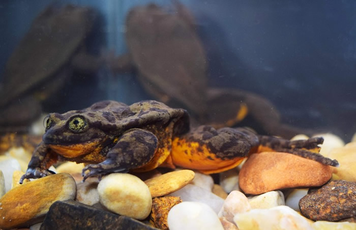 罗密欧(图)独身多年,终于“脱毒”。