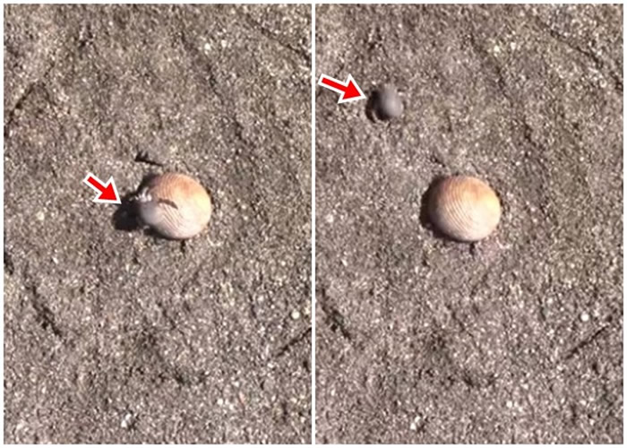 入侵者(红箭嘴示)爬上寄居蟹背部,被震感吓得立即爬走。