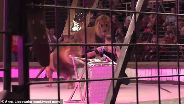 埃及驯兽师Hamada Kouta在乌克兰公开表演时被马戏团公狮子狠咬