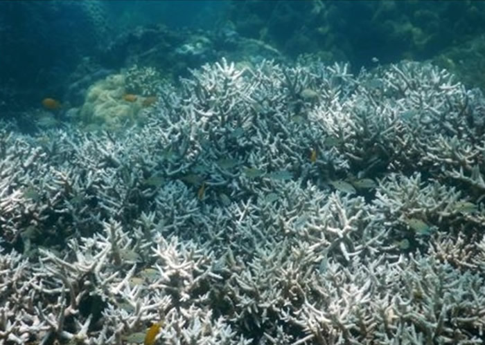 大堡礁内的新生珊瑚数量大减。