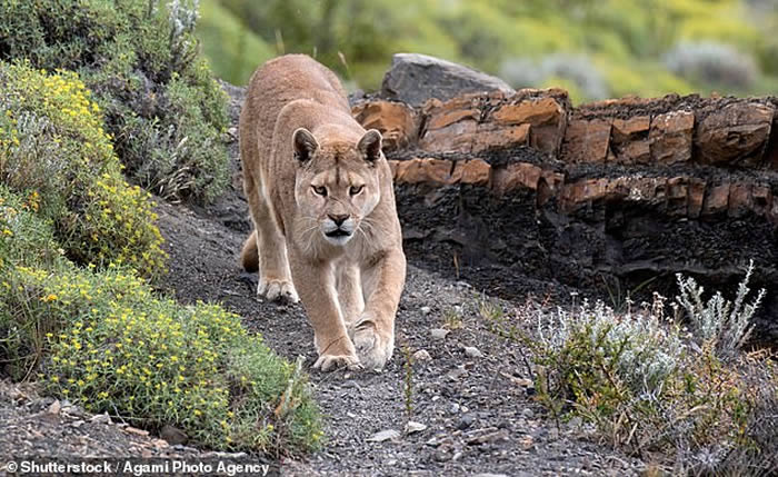 ����ʨҧ�Ŷ��ӵ��� ���ô��¸绪��ĸ����ʨ�ھ���