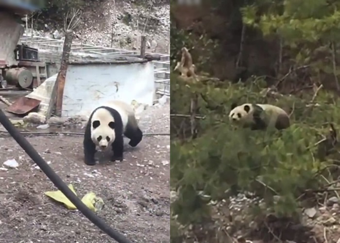 �Ĵ�ʡ�����ݾ�կ����һֻ����è�������