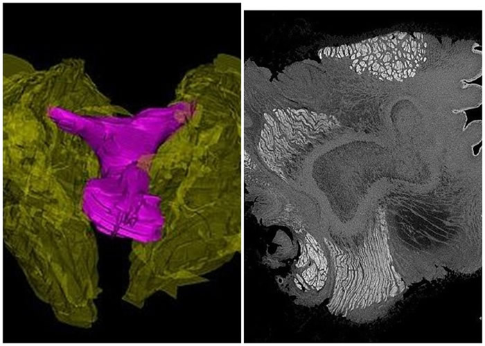 海豚的阴蒂包皮下,亦有很多神经。