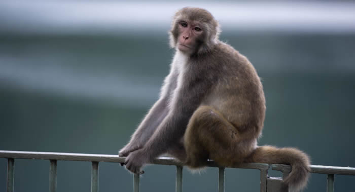 日本京都市官员警告游客最好不要挑衅猴子 可能极具攻击性
