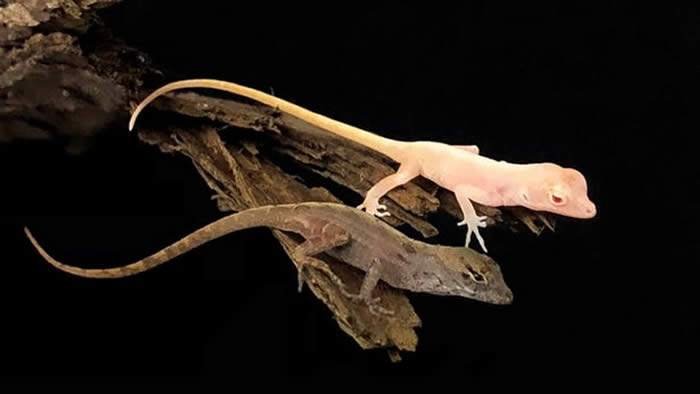 美国佐治亚大学科学家用CRISPR基因组编辑技术把“沙氏变色蜥”变成粉红色