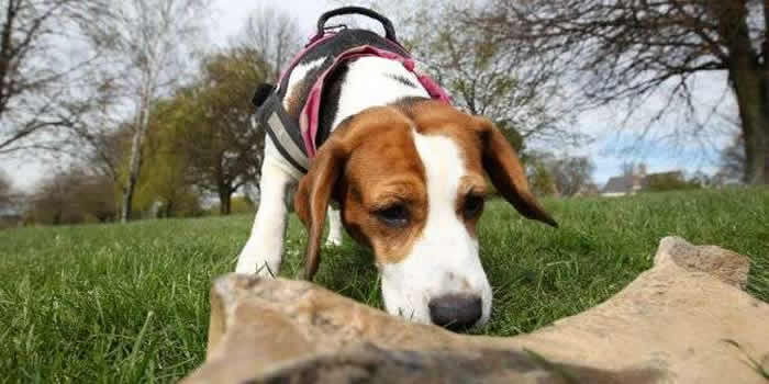 英国古生物学家训练他的猎犬找到25万年前犀牛骨头化石