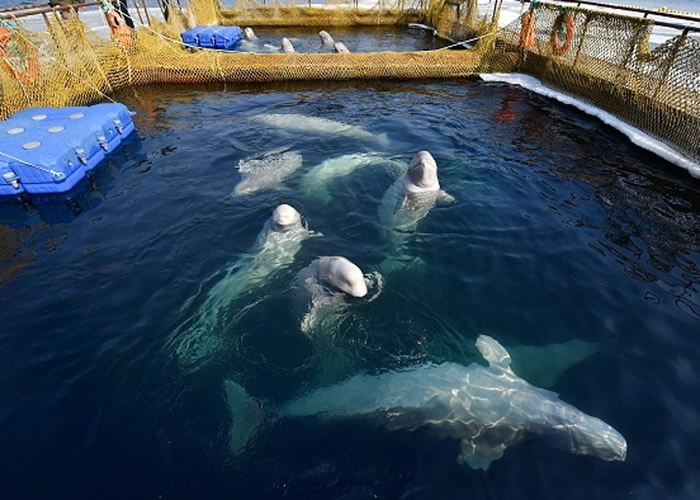 俄罗斯总统普京下令夏天放生 “海上监狱”逾百鲸鱼有望重获自由