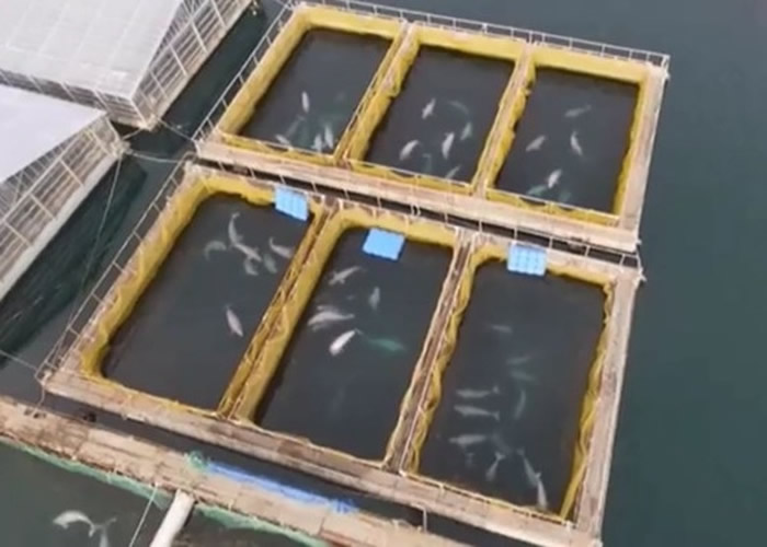 俄罗斯总统普京下令夏天放生 “海上监狱”逾百鲸鱼有望重获自由