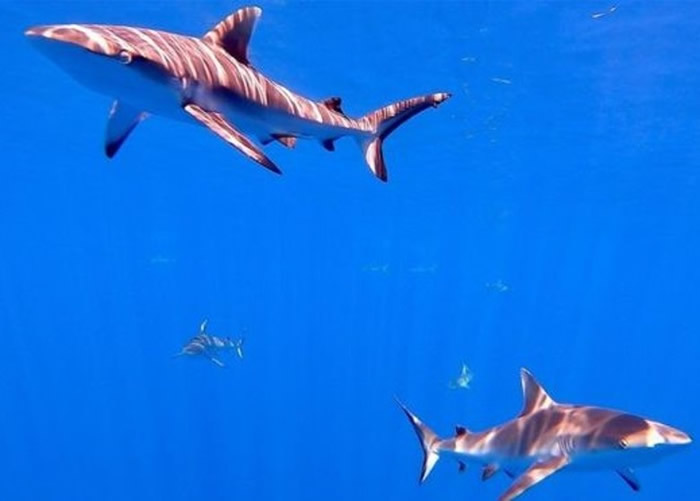 鲨鱼数量急降 英国科学家提出使用卫星扫描技术监测打击非法捕鱼