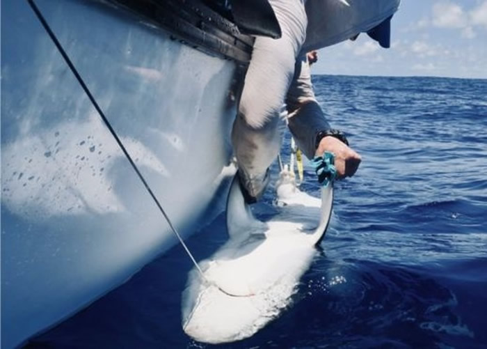 研究人员为鲨鱼戴上电子标签。