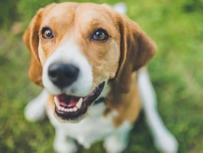 美国研究指米格鲁犬的敏感嗅觉可以准确嗅出肺癌