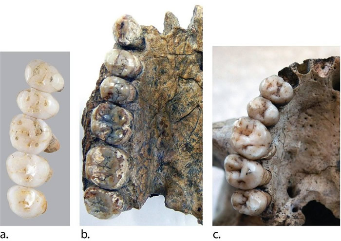 吕宋人的牙齿尺寸(a)与其他古人种(b,c)不同。