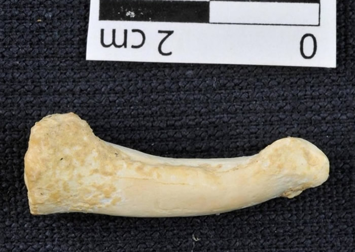 出土的脚趾骨(图下)呈弯曲,显示吕宋人或善于攀爬。