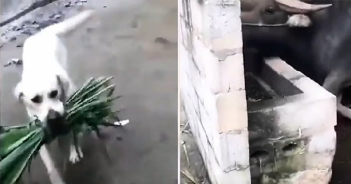印度旁遮普邦可怜水牛被关肚子好饿 小白狗叼一捆草回来给好友“送饭”