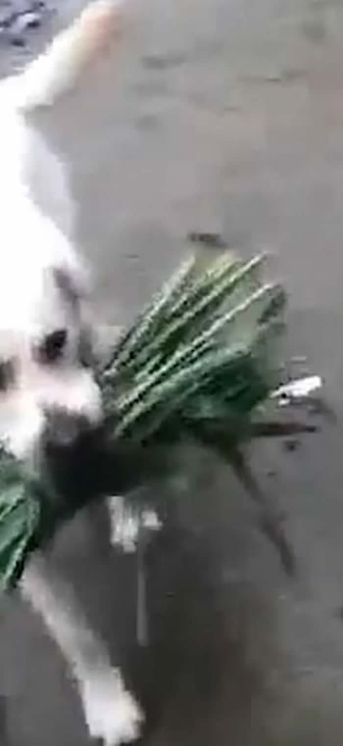 印度旁遮普邦可怜水牛被关肚子好饿 小白狗叼一捆草回来给好友“送饭”