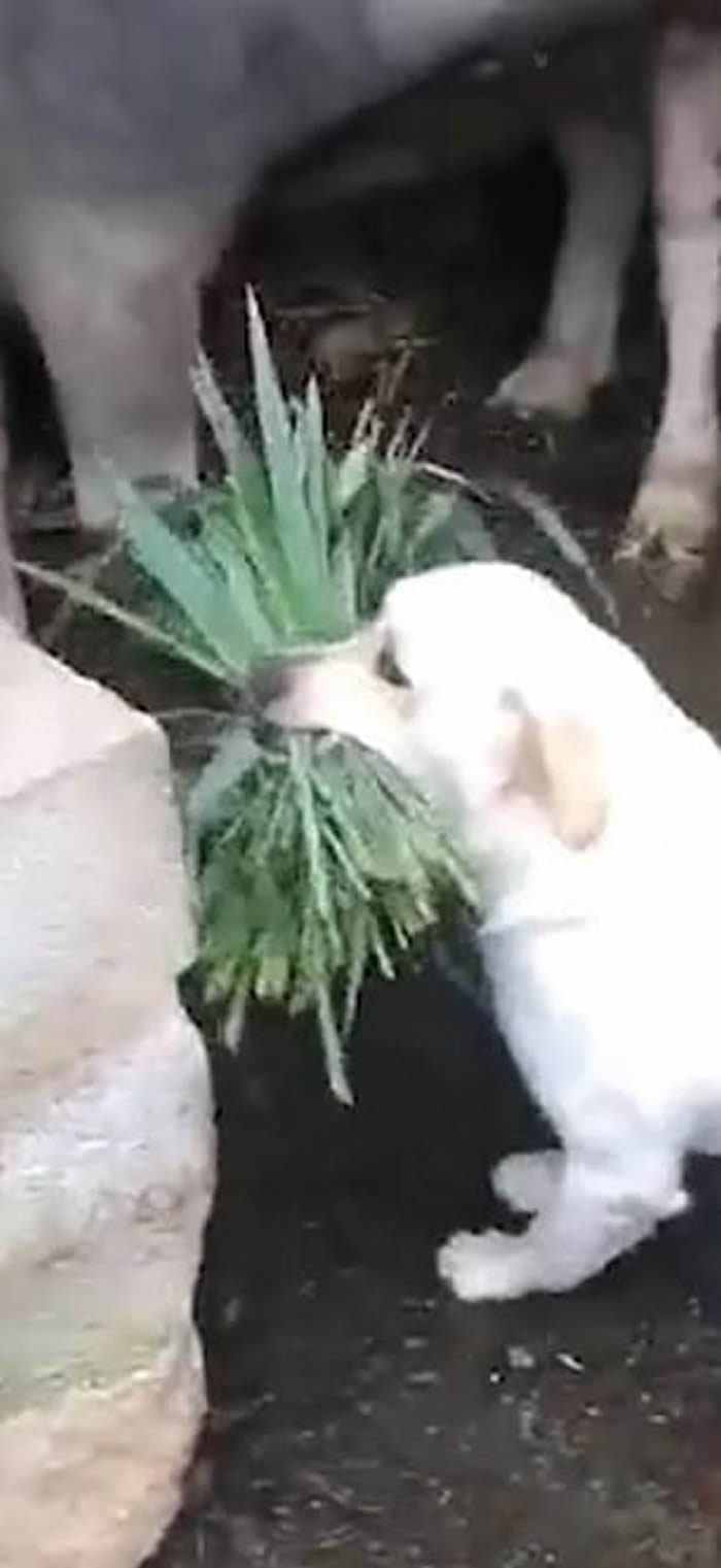 印度旁遮普邦可怜水牛被关肚子好饿 小白狗叼一捆草回来给好友“送饭”