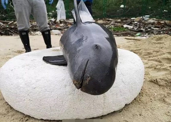 日前魂断深圳水域的江豚为雌性印太江豚。