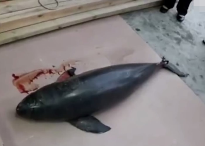 研究人员发现死亡的江豚尾鳍缺失一半。