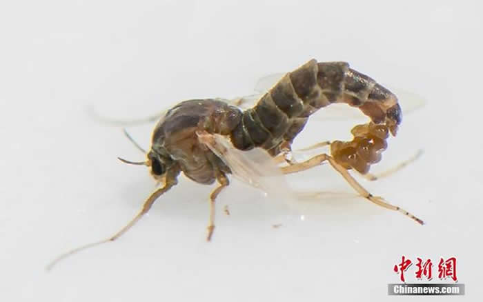 《Zoologica Scripta》:采集自浙江台州和舟山的“中华二叉摇蚊”为海洋昆虫新物种