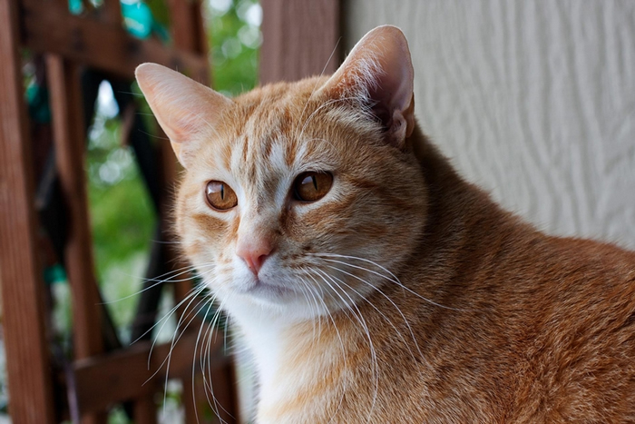 猫会把自己的名字跟诸如食物或摸摸之类的奖赏链接在一起。 PHOTOGRAPH BY MARC MORITSCH, NAT GEO IMAGE COLLECTIO