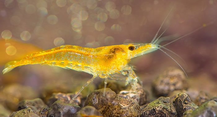 《鱼类与有壳水生生物免疫学》:研究出治疗虾类罹患致命的白斑综合征病毒(WSSV)的药物