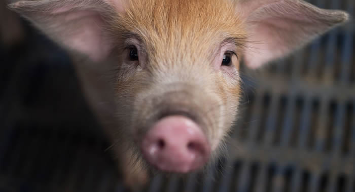 ����ר�ҽ���BrainExϵͳ�״θ�������