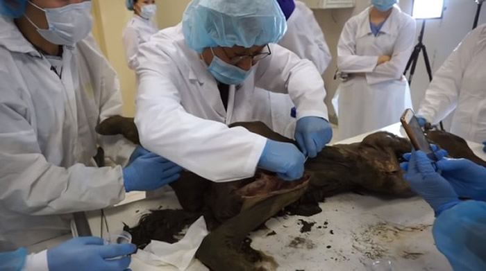 世界上最古老的血液!科学家从西伯利亚发现的4万2000年前小马驹身上取得流动血液