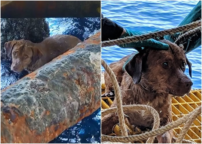 ̩һֻɴ洬϶麣Ư220kmƽ̨Ա