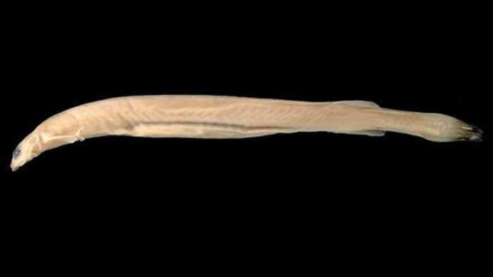 南美洲亚马逊热带雨林透明小“牙签鱼”(卷须寄生鲶)爱闻尿味会钻入男性生殖器吸血