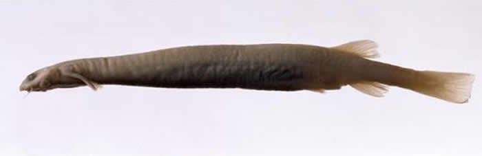 南美洲亚马逊热带雨林透明小“牙签鱼”(卷须寄生鲶)爱闻尿味会钻入男性生殖器吸血