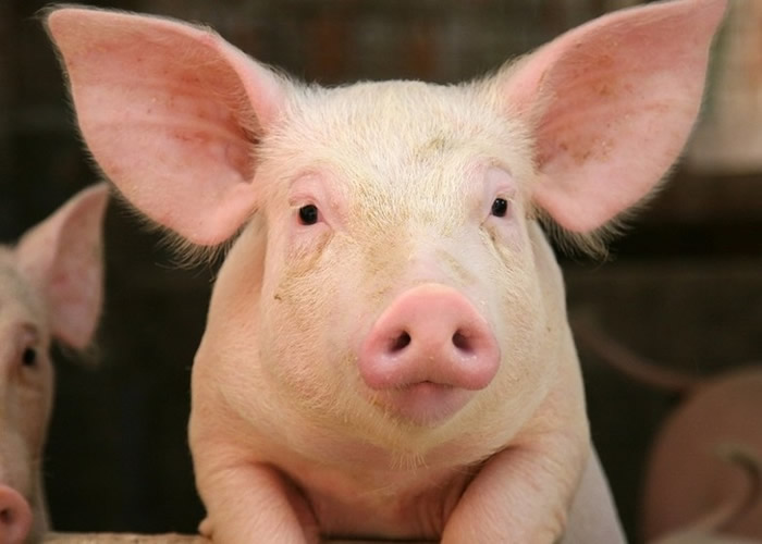 �о���ԱΪ��������ע������Ѫ������ϸ���ֲ����