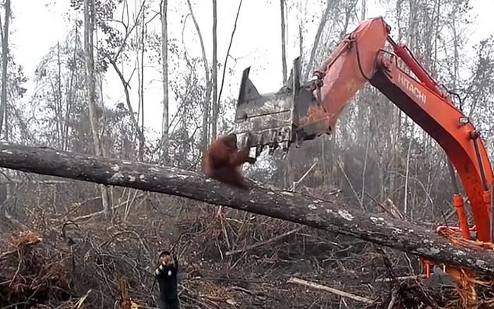 英国广播公司纪录片《气候变化的事实》:红毛猩猩挡推土机片段再热播