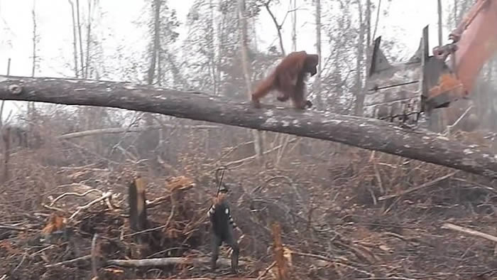 英国广播公司纪录片《气候变化的事实》:红毛猩猩挡推土机片段再热播