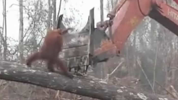 英国广播公司纪录片《气候变化的事实》:红毛猩猩挡推土机片段再热播