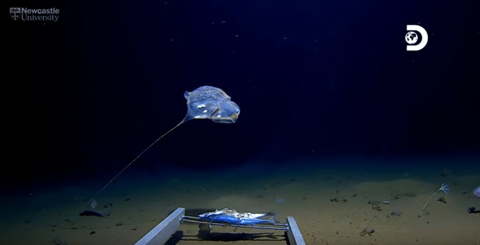 美国潜水团队在印度洋7192公尺深爪哇海沟拍摄到透明凝胶状新物种水母