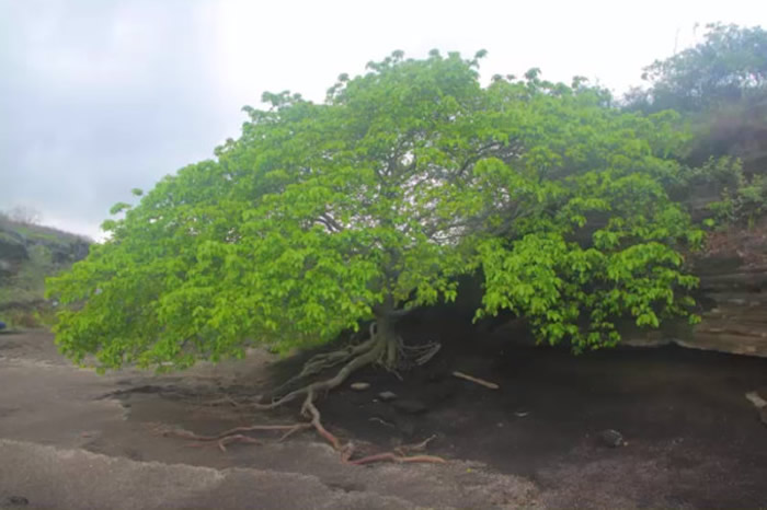 世界上最危险的树木:千万别在毒番石榴树下避雨