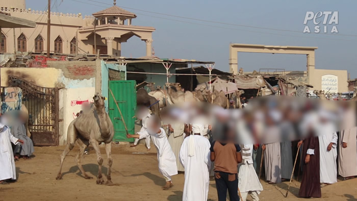 埃及旅游区骆驼惨遭毒打 动物组织吁立例禁载游客