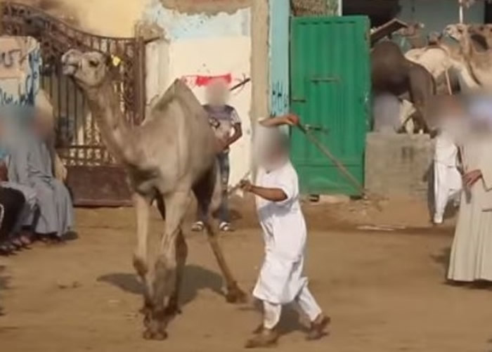 埃及旅游区骆驼惨遭毒打 动物组织吁立例禁载游客