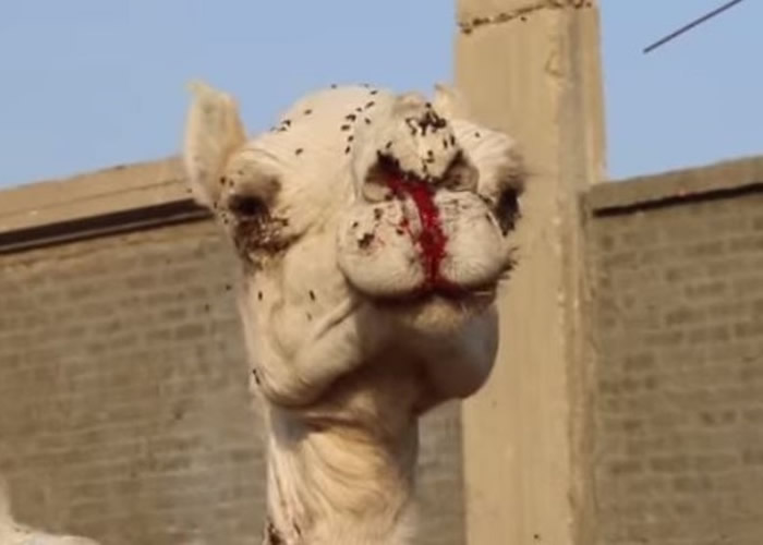 埃及旅游区骆驼惨遭毒打 动物组织吁立例禁载游客