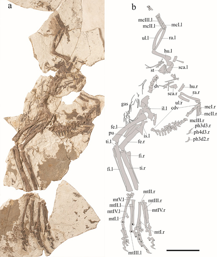 干戚刑天龙(Xingtianosaurus ganqi)正型标本及线条图。比例尺10 cm。(裘锐供图)