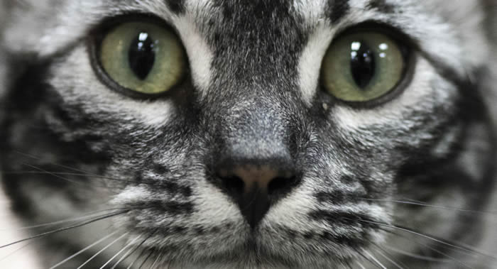 澳大利亚计划消灭200万只威胁生态系统的野猫 从直升机上扔下毒香肠来杀死它们