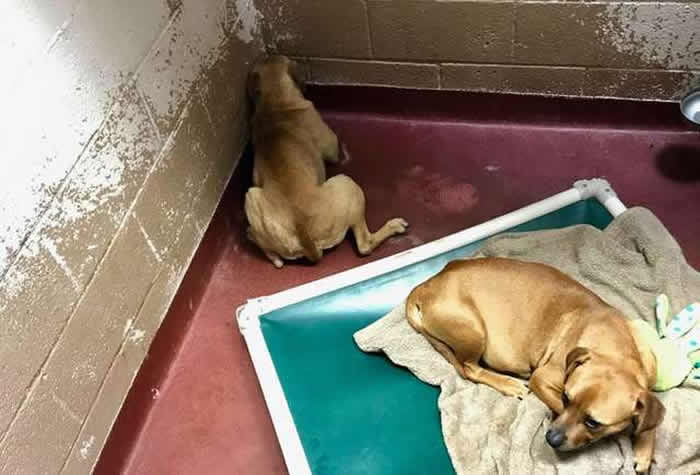 美国乔治亚州收容所抑郁流浪狗终日藏起尾巴躲墙角 获好心人收养融化心防