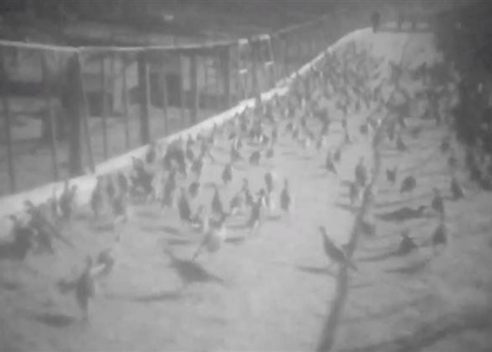 英国萨福克郡希思山鸡孵化场遭动物组织ALF闯入放生9000只山鸡