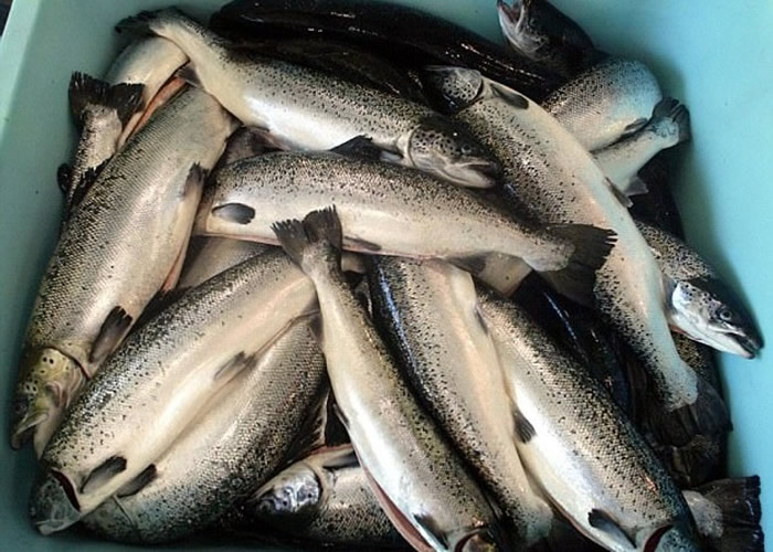 苏格兰野生三文鱼捕获数量下降至自1952年来最低水平