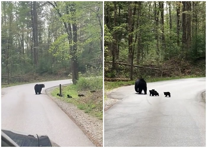 美国大烟山国家公园黑熊妈妈过马路 后面跟着4个“黑碳”