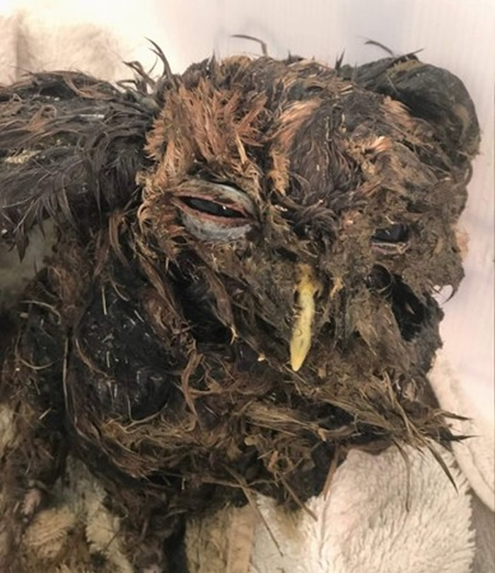 Ӣ�����Ŀ�������һ�硰��㡱�䶯 ·��������������èͷӥ